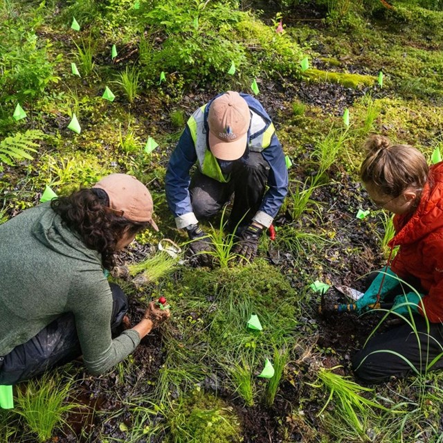 Three scientists crouching down, examining the grass and mud below them.