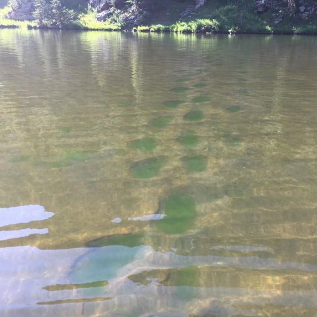Green algae in footprints