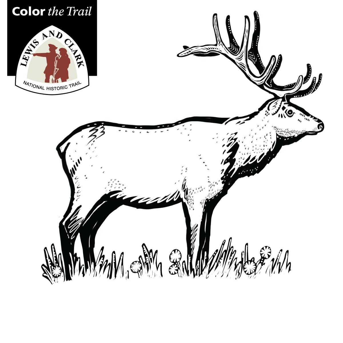 Coloring page featuring an elk