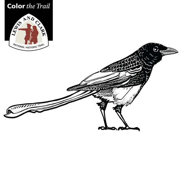 line drawing of a magpie
