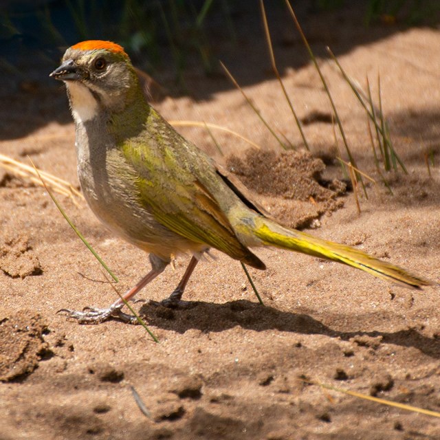 Green tailed towhee