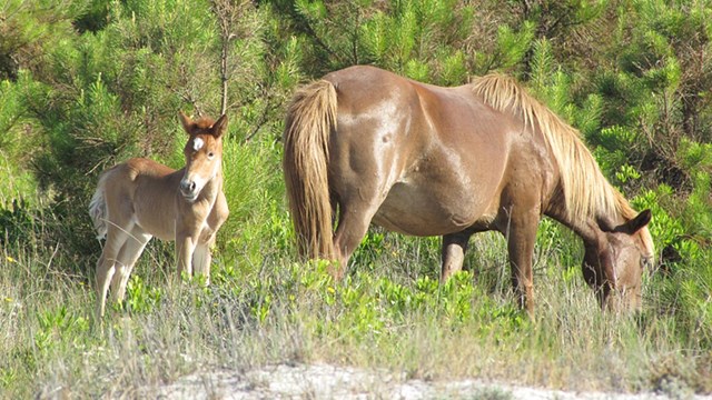 Photo of mare and foal grazing on Assateague Island. Learn about how the NPS manages the horses.