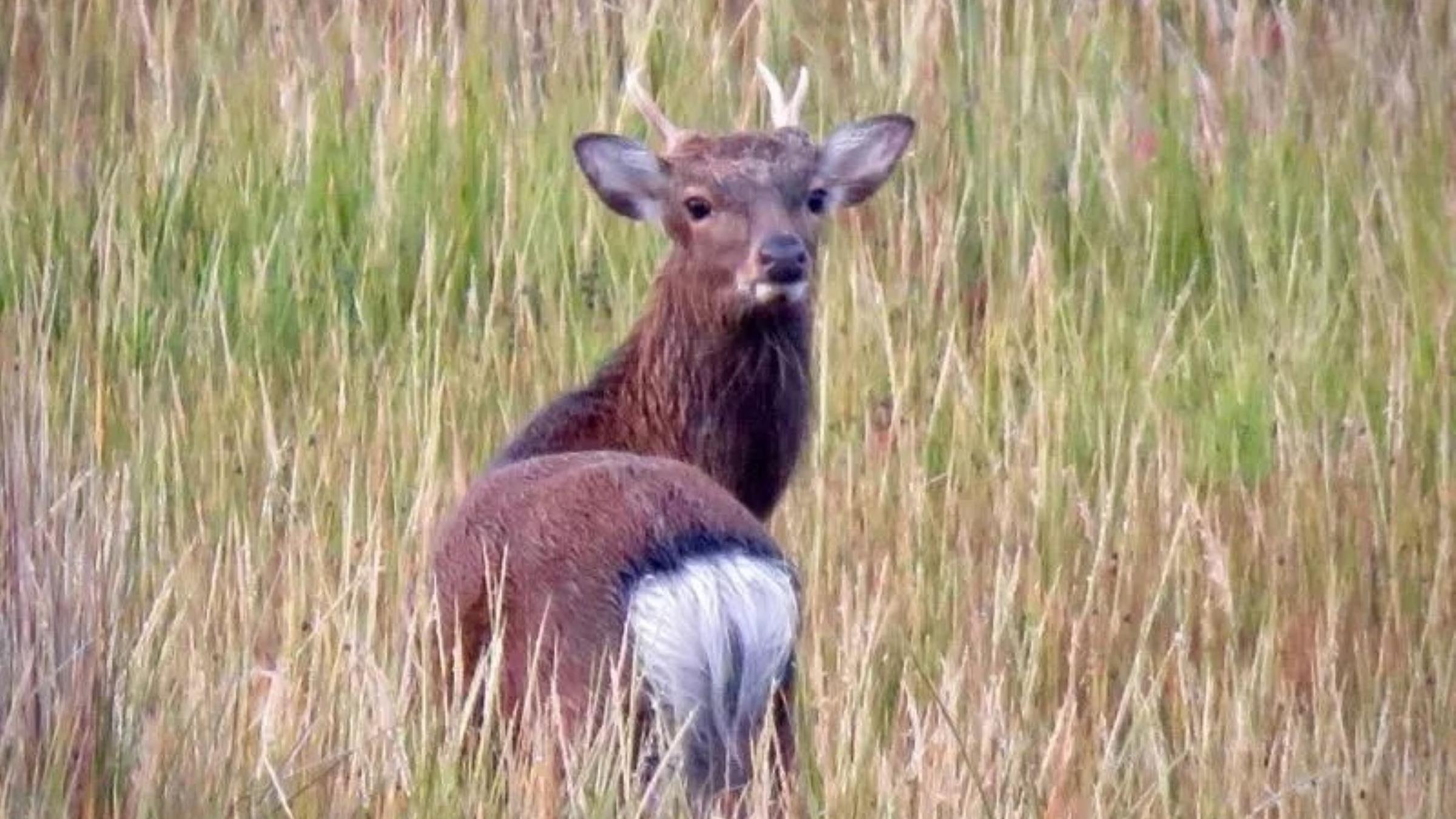 Male Sika Deer