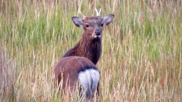 Male Sika Deer