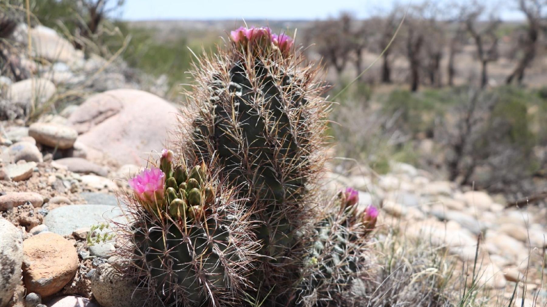 Clover's fishhook cacti blossoming pink flowers.