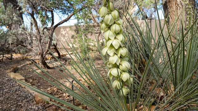 Narrowleaf Yucca in the foreground and a forest in the background.