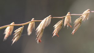 wispy seed pods dangle off of a central stem of brown grass.