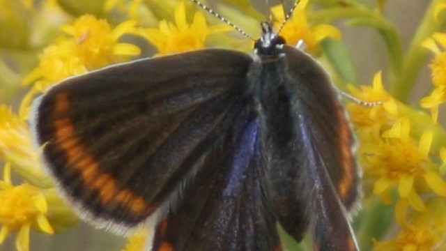 a black and brown butterfly perches on a green stem with flowering yellow buds.