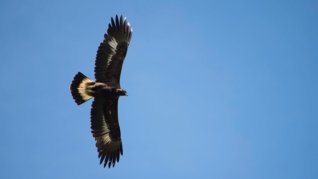 a golden eagle soars overhead against a blue sky
