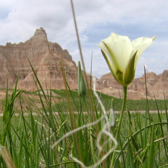 tall green prairie grasses with a white flower sway in front of badlands buttes.