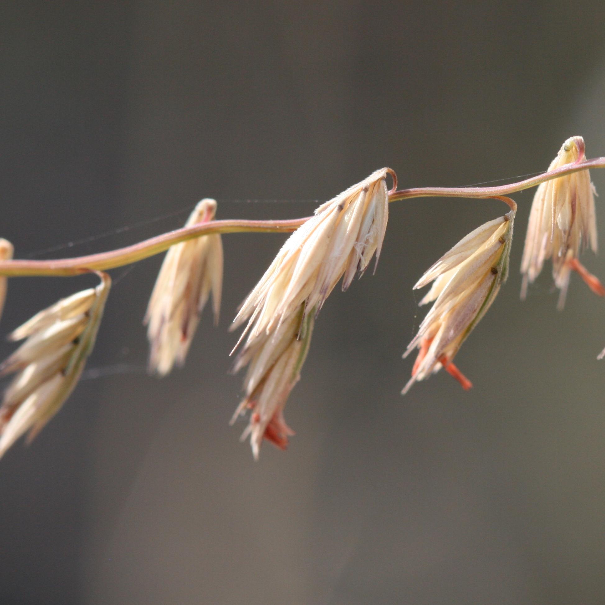 wispy seed pods dangle off of a central stem of brown grass.