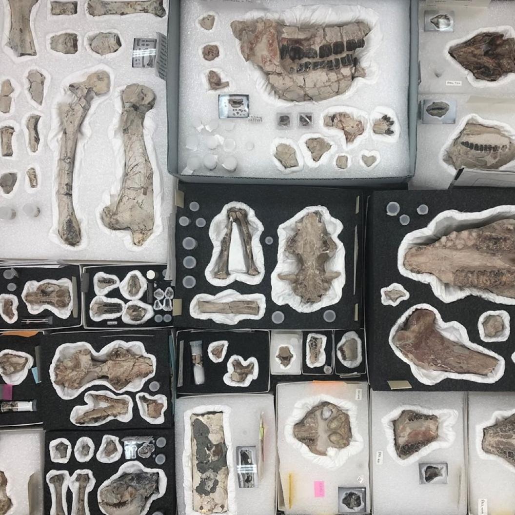 fossils of varying sizes in styrofoam cases with numbers and protective tissue paper.