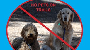 dogs are not permitted on any trails