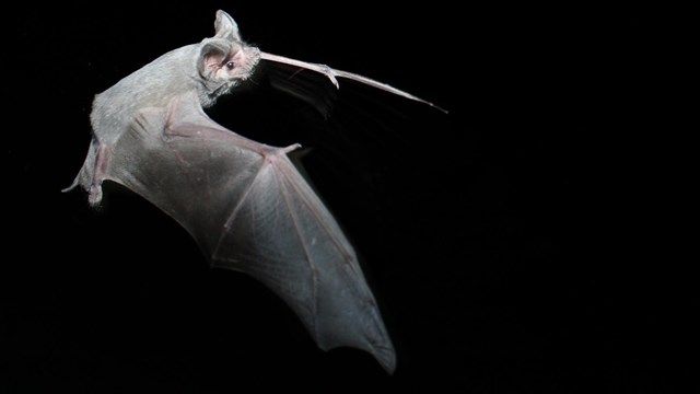 a bat flies at night