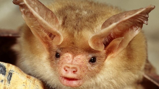 an close up image of a pallid bat's face with large pointy ears and hog shaped nose