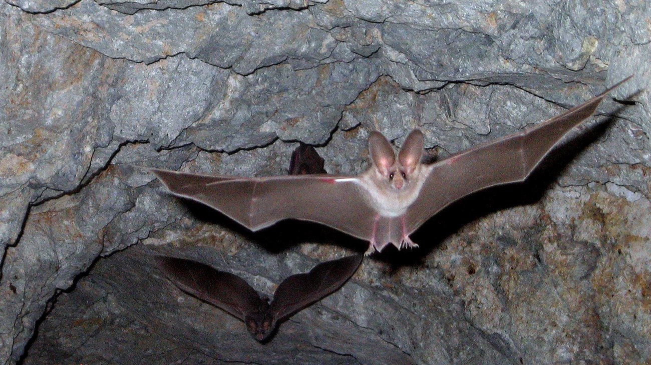 California leaf-nosed bats at Joshua Tree National Park