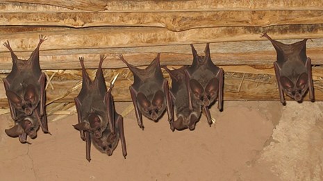 bats help
