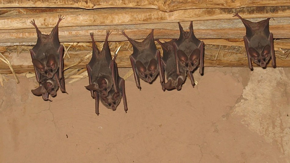 Bats (U.S. National Park Service)