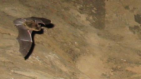 bat flies along cliff face