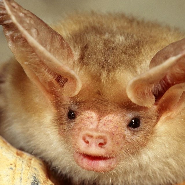 an close up image of a pallid bat's face with large pointy ears and hog shaped nose