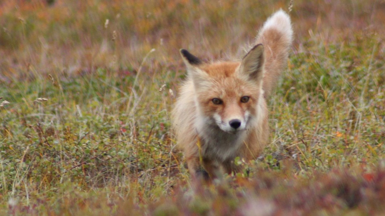 A red fox peering over a grassy knoll. 