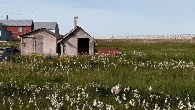 Wooden shed surrounded by a field of cotton grass. 