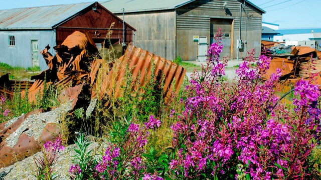 Two metal buildings and scraps of metal are seen through a stand of fireweed. 