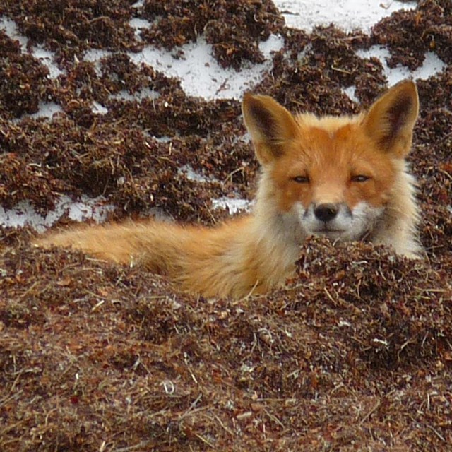A sleeping fox waking from a nap. 