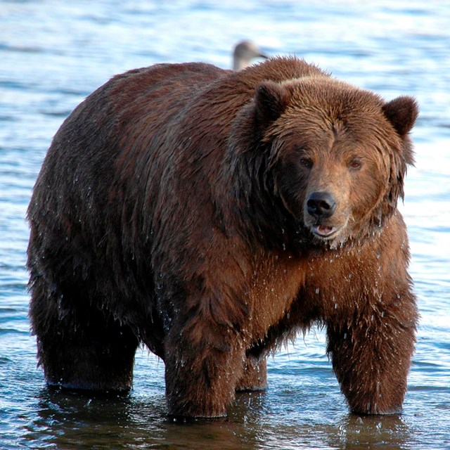 A brown bear stands in a shallow body of water. 