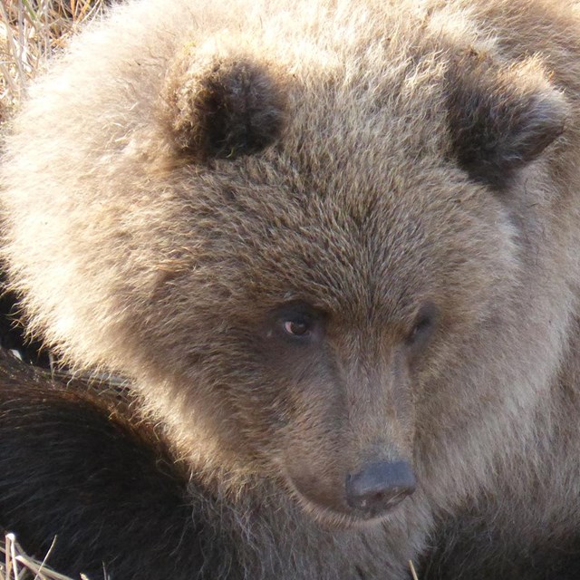 Brown bear lying on the tundra. 