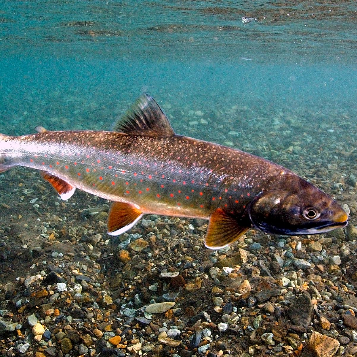 A slender greenish brown fish with red poka-dots. 