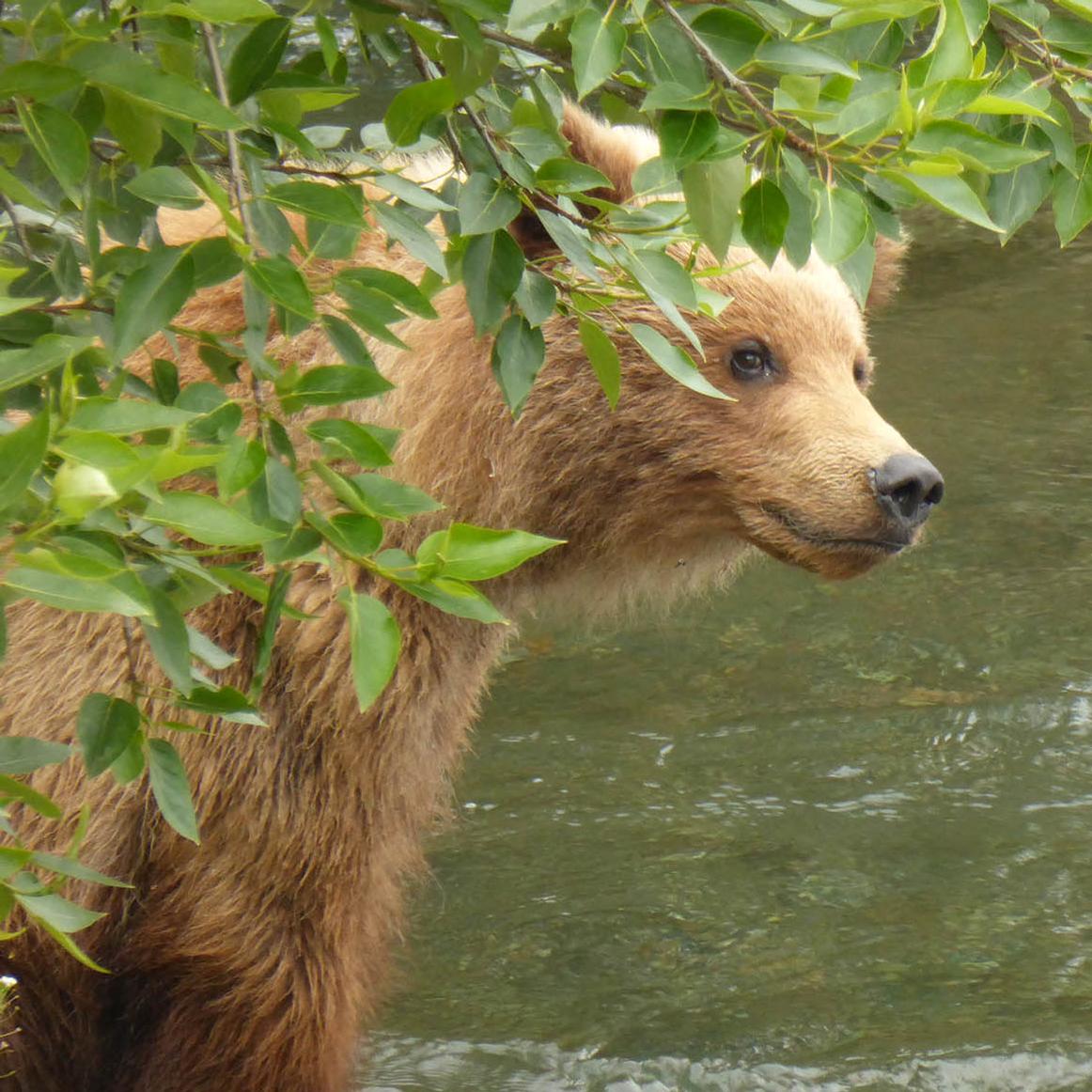 A young bear look towards the distance with satisfaction. 