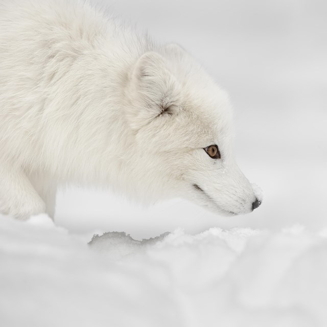 An arctic fox listens closely for small rodents that may be travelling beneath the snow.