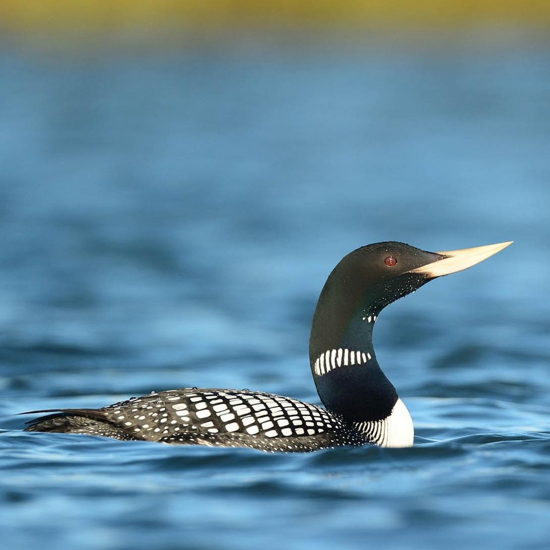 A medium-size bird with dark and black plumage and a vibrant yellow bill sits on the water.  