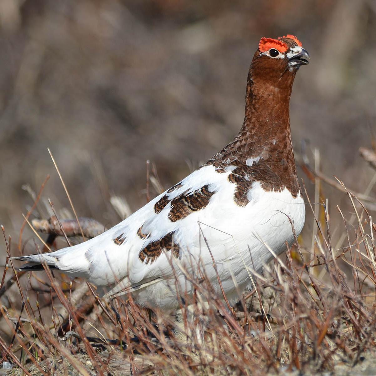 A chicken-like bird with white plumage on its body and rust colored feathers on its neck. 