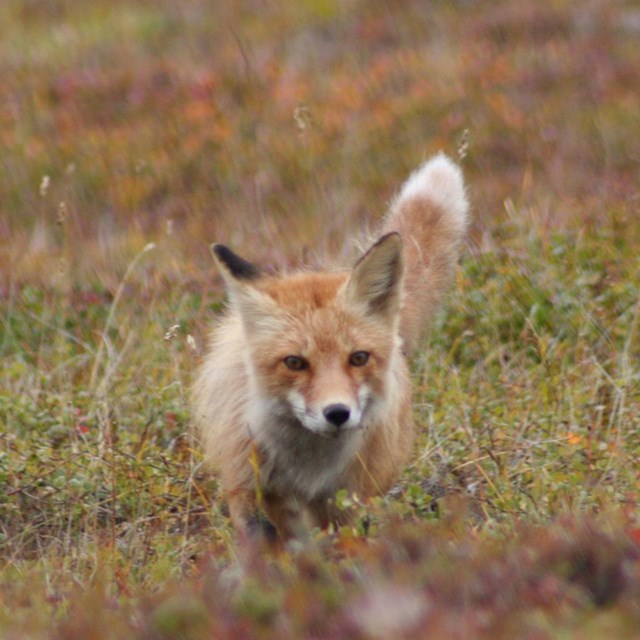 A red fox peering over a grassy knoll. 