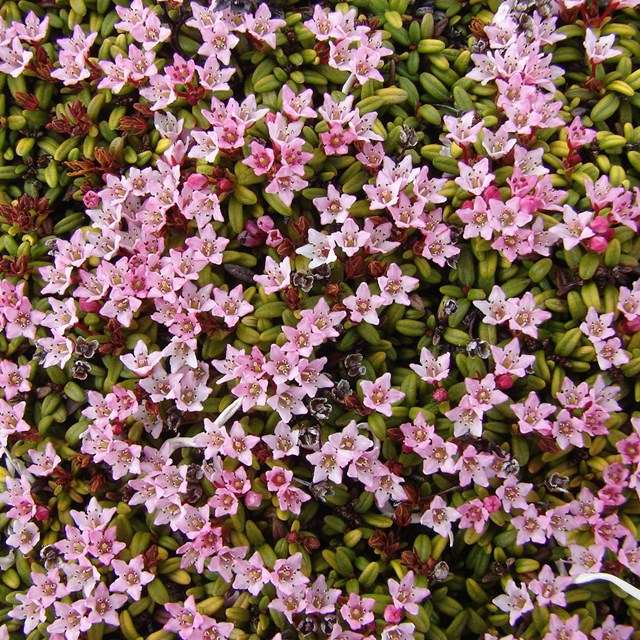 A mat of small green leaves with tiny pink flowers fill the photo. 