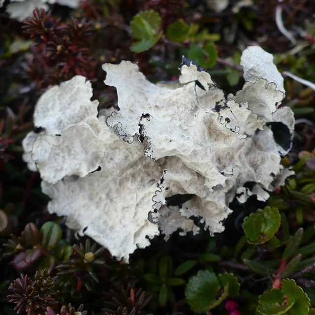 Close up of a lichen resembling a big white leave with curled in edges.
