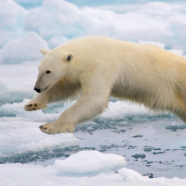 A polar bear jumping from an ice floe to another.