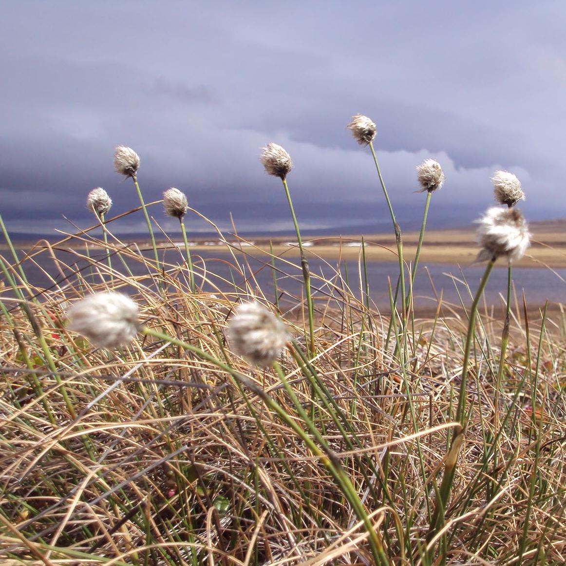 Wind blown cotton grass