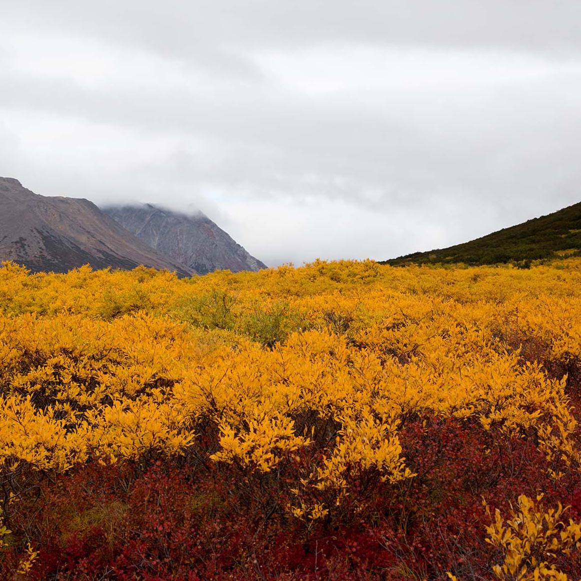Orange willows cover the landscape in autumn. 