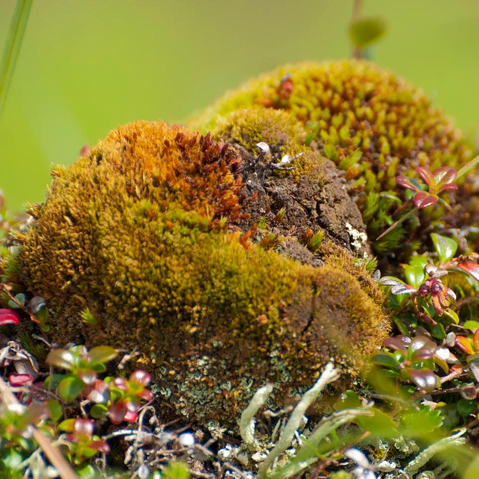 A clump of moss. 