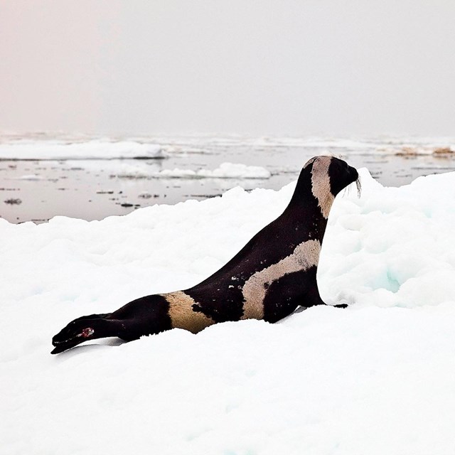 A dark seal with thick white strands of white fur along its body sits on an ice floe. 
