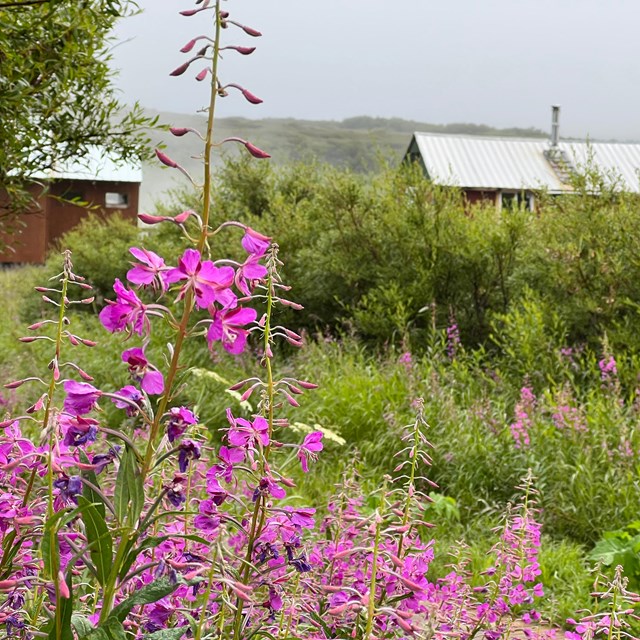 Bright pink fireweed in front of green foliage at Serpentine Hot Springs.