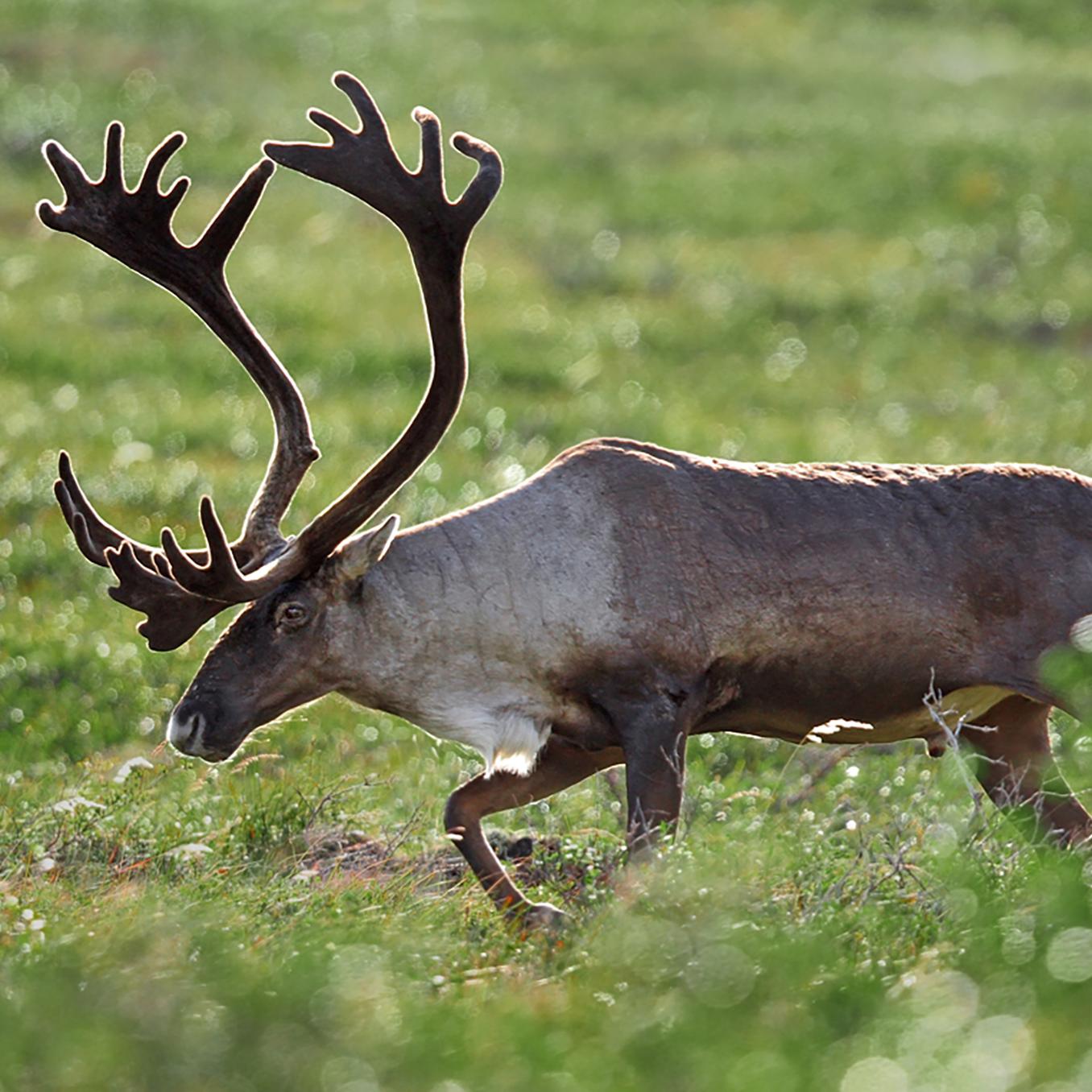  A lone caribou on the tundra.