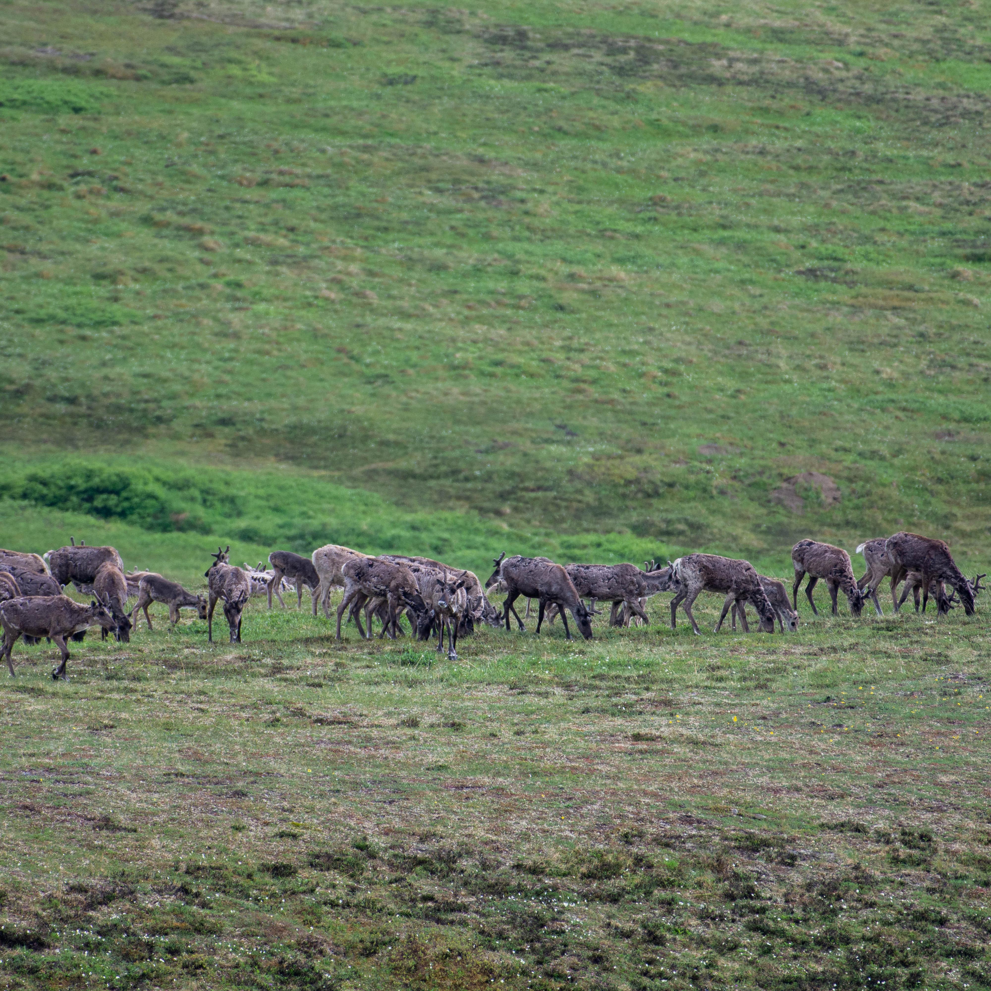 A herd of caribou on the tundra.