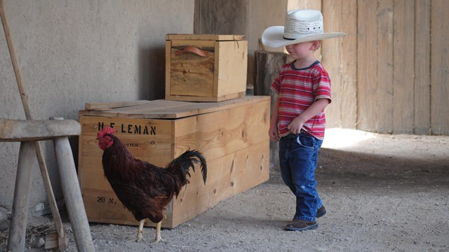 A young visitor watches a rooster in the plaza