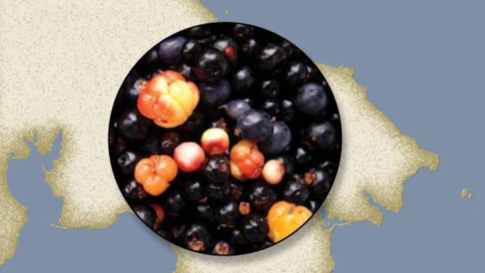 Publication cover for "Edible Plants Used by Siberian Yupik Eskimos".