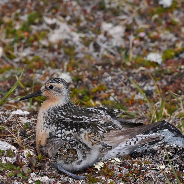 learn about Virginia Polytechnic Institute's shorebird conservation project
