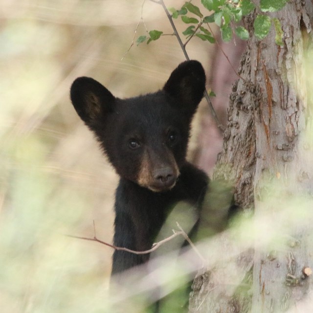 A bear cub looking out from behind a tree trunk.